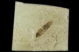Fossil Mimosites Leaf - Green River Formation #109614-1
